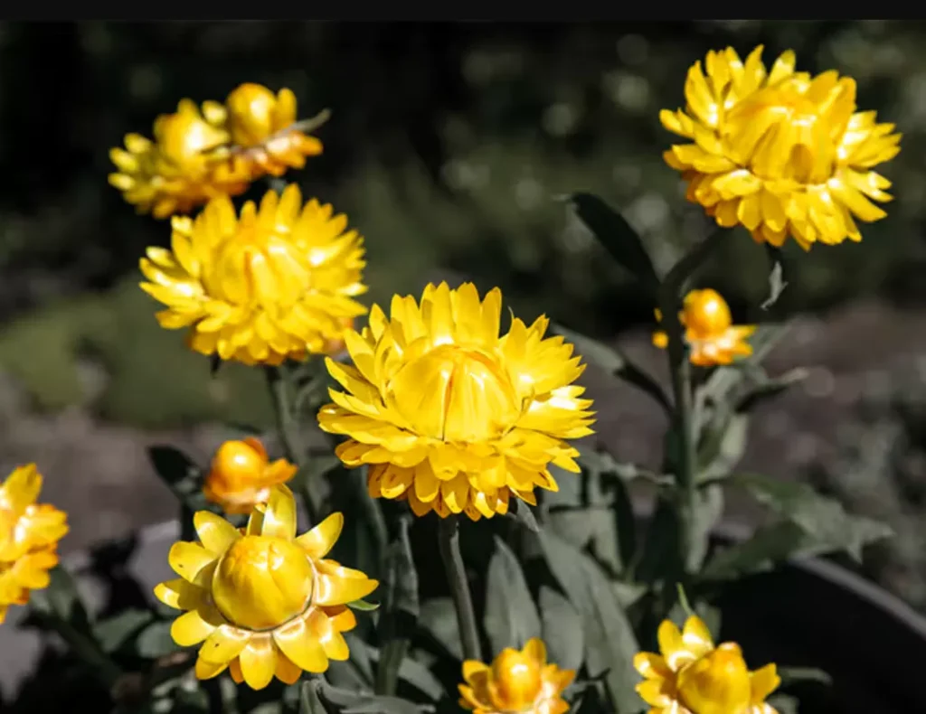 Helichrysum